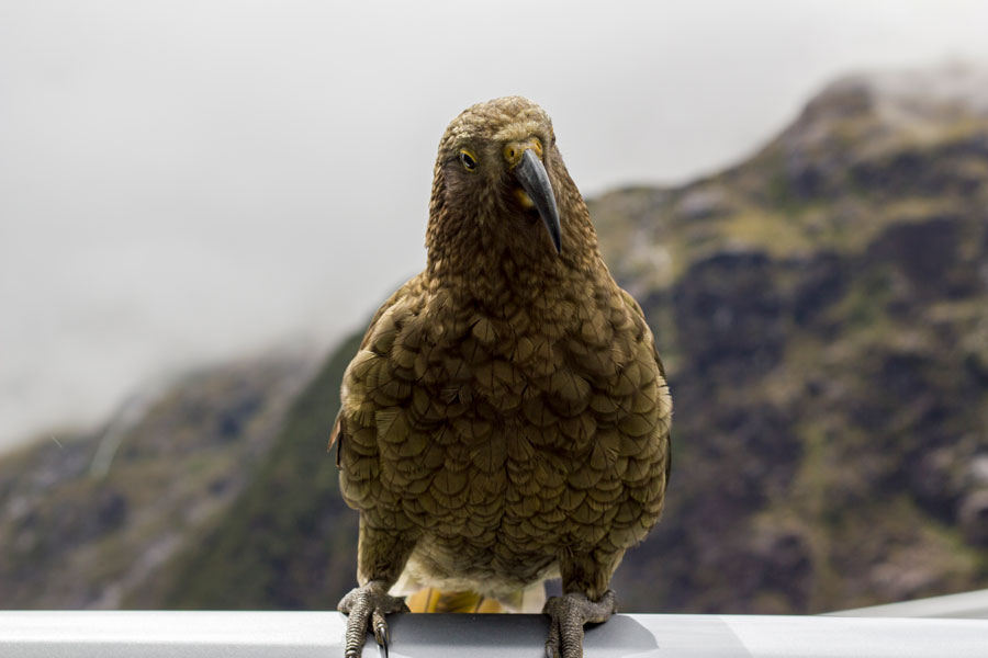 kea