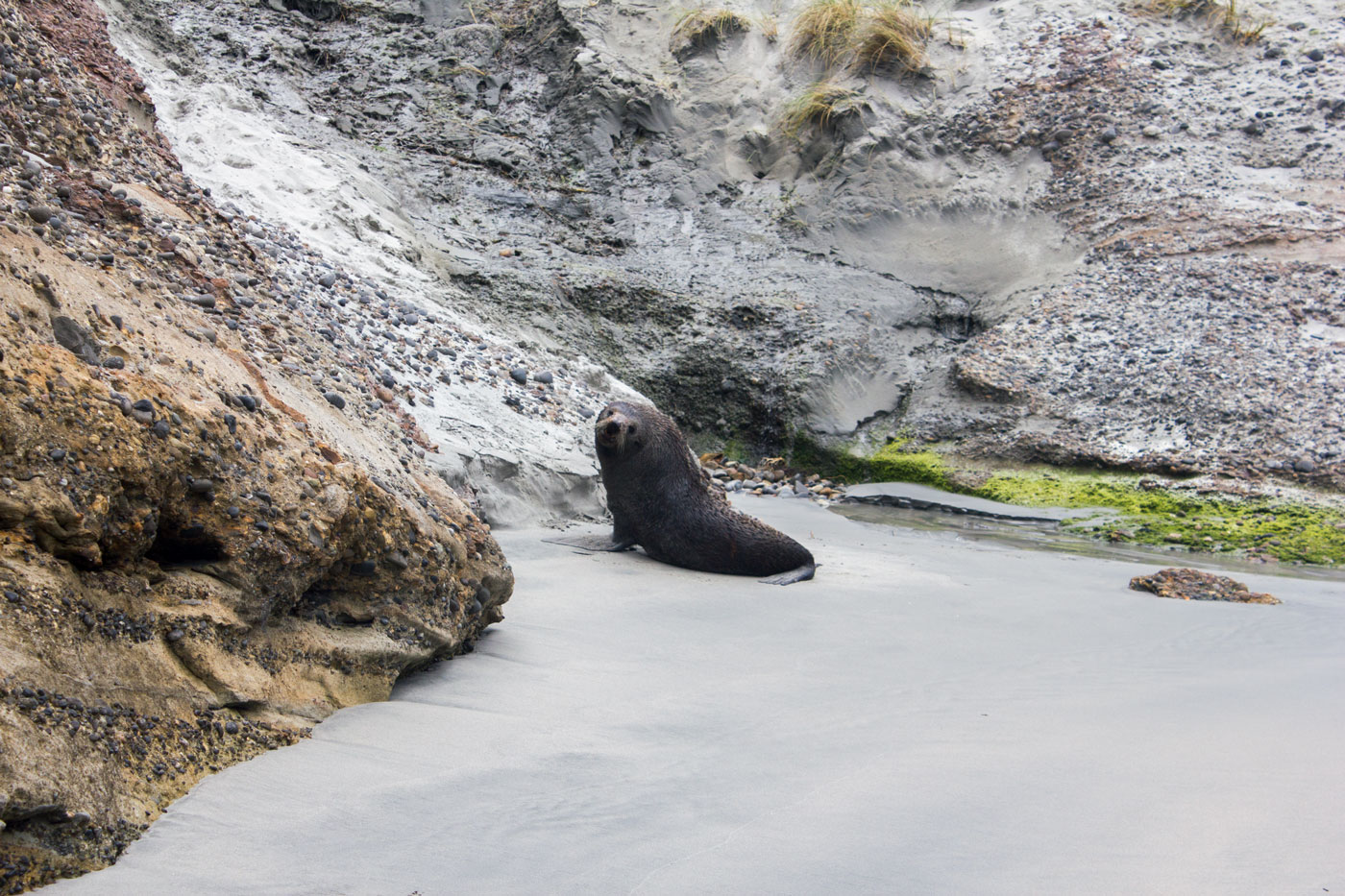 muriwai beach